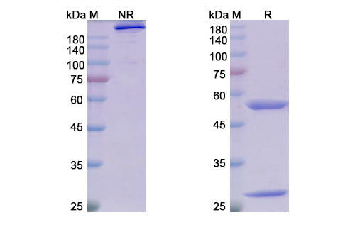 SDS-PAGE for Adecatumumab Biosimilar - Anti-EPCAM mAb - Research Grade