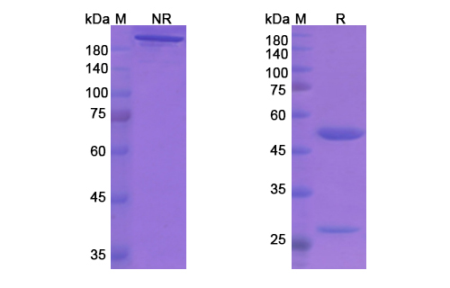 SDS-PAGE for Aducanumab Biosimilar - Anti-APP  Abeta mAb - Research Grade