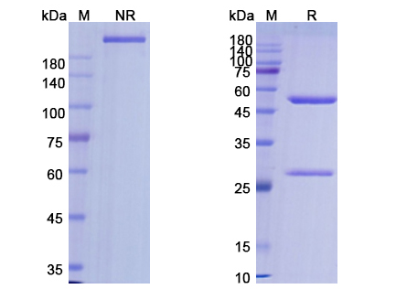 SDS-PAGE for Alemtuzumab Biosimilar - Anti-CD52 mAb