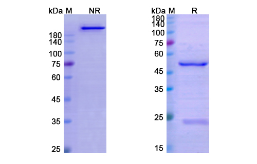 SDS-PAGE for Alsevalimab Biosimilar - Anti-VTCN1;B7-H4 mAb - Research Grade
