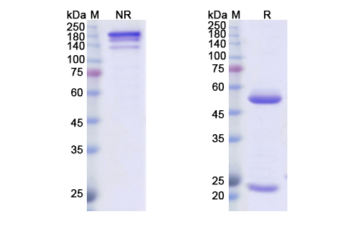 SDS-PAGE for Amatuximab Biosimilar - Anti-MSLN mAb - Research Grade