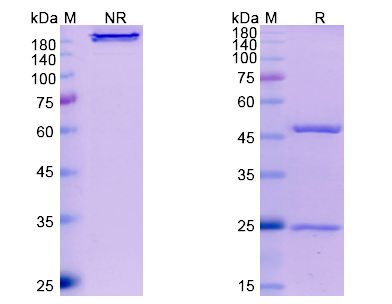 SDS-PAGE for Amivantamab Biosimilar- Anti-EGFR, ME, RCCP2 mAb- Research Grade