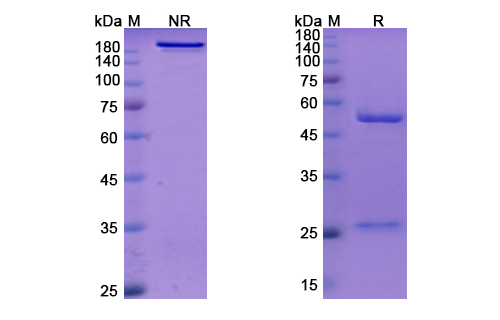 SDS-PAGE for Amlitelimab Biosimilar - Anti-TNFSF4 mAb - Research Grade