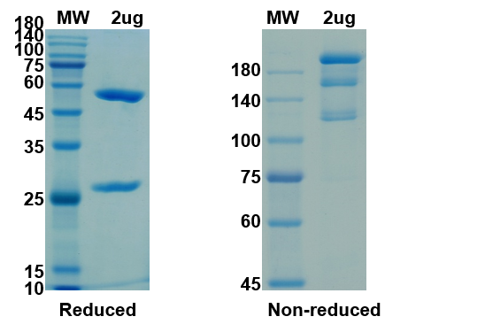 SDS-PAGE for Anti-2019-nCoV(S1) - 1 (B38) antibody