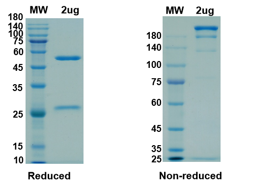 SDS-PAGE for Anti-2019-nCoV(S1)-3 antibody