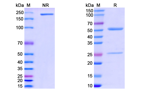SDS-PAGE for Anti-CoV-Nucleoprotein (D2) antibody
