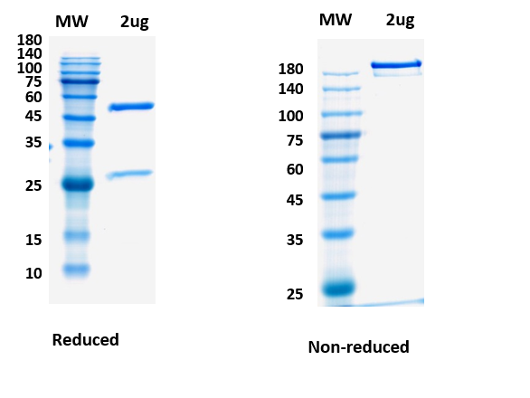 SDS-PAGE for Anti-CoV-Nucleoprotein (D2) antibody