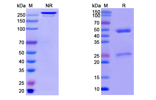 SDS-PAGE for Anti-CoV-Nucleoprotein (G7) antibody