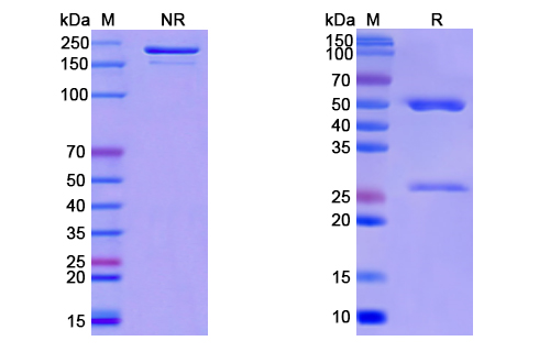 SDS-PAGE for Anti-CoV-RBD (A12) antibody