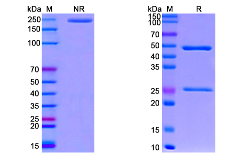 SDS-PAGE for Anti-CoV-RBD (B5) antibody