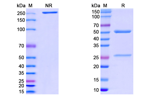 SDS-PAGE for Anti-CoV-RBD (B6) antibody