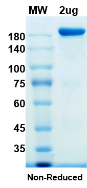SDS-PAGE for Anti-CoV-RBD (B6) antibody