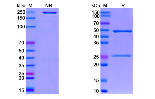 SDS-PAGE for Anti-CoV-RBD (E4) antibody