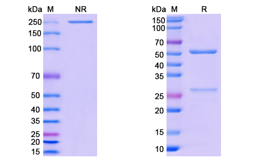 SDS-PAGE for Anti-CoV-RBD (G1) antibody