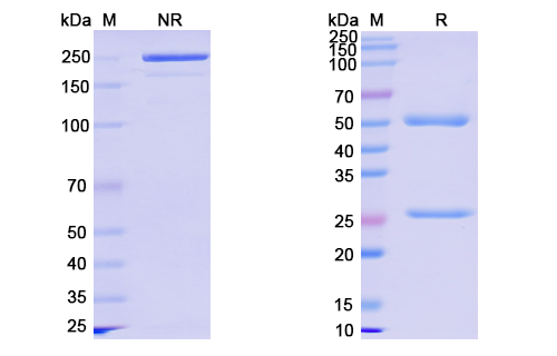 SDS-PAGE for Anti-CoV-S2 domain (D8) antibody