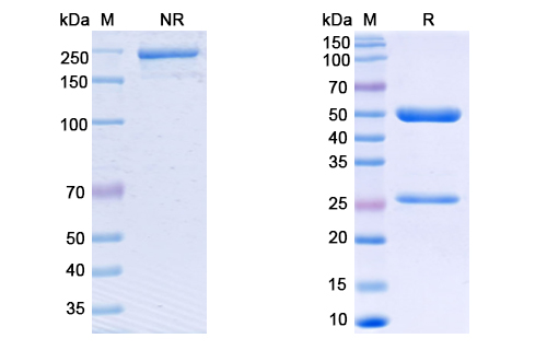 SDS-PAGE for Anti-CoV-S2 domain (G5) antibody