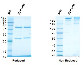 SDS-PAGE for Anti-CoV-S2 domain (G5) antibody