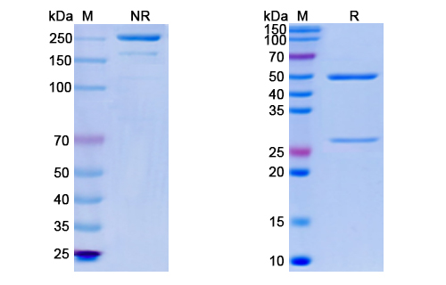SDS-PAGE for Anti-CoV-S[679-833]-F7 antibody