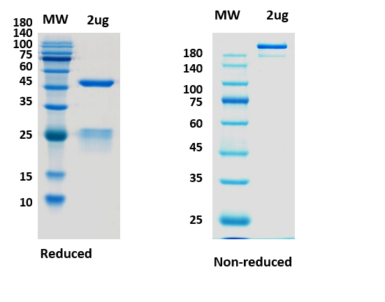 SDS-PAGE for Anti-CoV-S[679-833]-F7 antibody