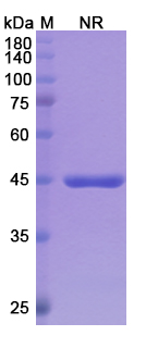 SDS-PAGE for Glenzocimab Biosimilar - Anti-GP6;GPVI mAb - Research Grade