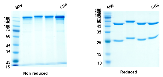 SDS-PAGE for Anti-RBD-1 (Etesevimab) antibody