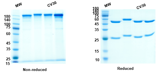 SDS-PAGE for Anti-RBD-2 antibody