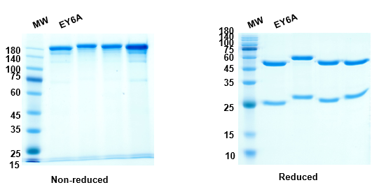 SDS-PAGE for Anti-RBD-3 antibody