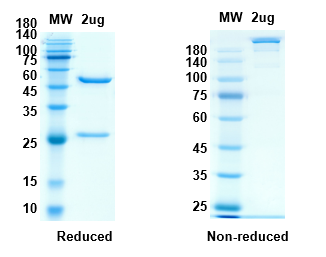 SDS-PAGE for Anti-RBD-4 antibody