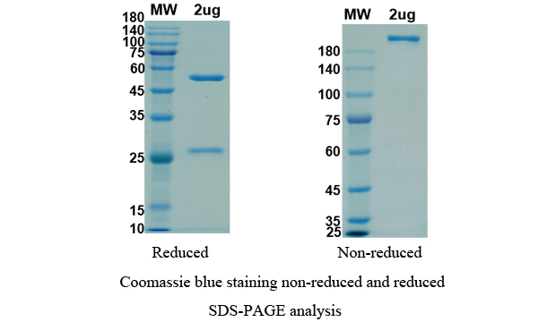 SDS-PAGE for Anti-RBD-5 antibody