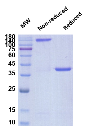 SDS-PAGE for Anti-RBD-6 antibody
