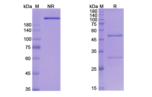 SDS-PAGE for Anti SARS-CoV-2 RBD Neutralizing antibody (S2E12)
