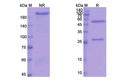 SDS-PAGE for Anti SARS-CoV-2 RBD Neutralizing antibody (S2H97)
