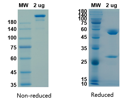 SDS-PAGE for Anti SARS-CoV (2003) antibody - Cross-reacts with COVID-19 - Human Fc