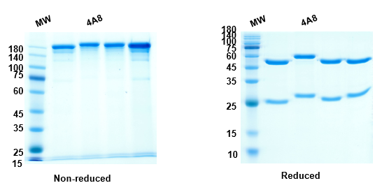 SDS-PAGE for Anti-Spike NTD antibody