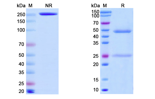 SDS-PAGE for Anti-Vaccinia A33R Antibody (A27D7)