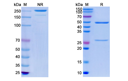 SDS-PAGE for Anti-Vaccinia D8L Antibody (LA5)