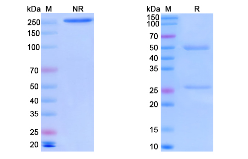 SDS-PAGE for Anti-Vaccinia H3L/Ag35 Antibody (B9)