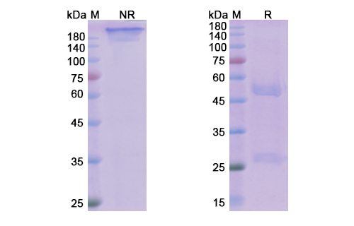 SDS-PAGE for Avdoralimab Biosimilar - Anti-CD88;C5AR1 mAb - Research Grade