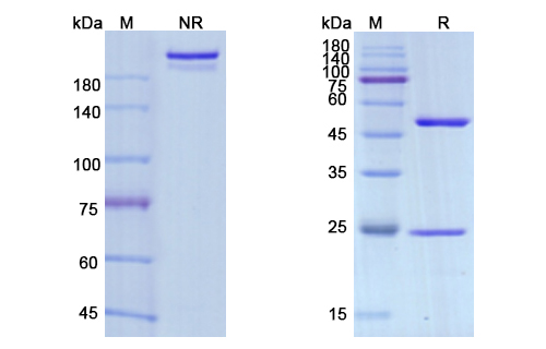 SDS-PAGE for Avelumab Biosimilar - Anti-PD-L1 mAb