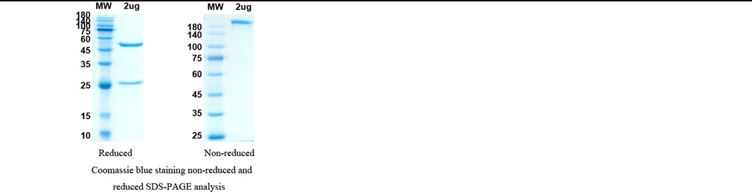 SDS-PAGE for Bamlanivimab Biosimilar - Anti-Covid Spike RBD mAb