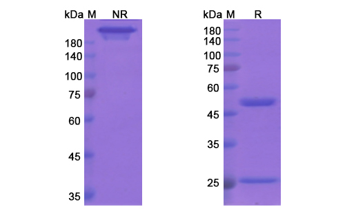 SDS-PAGE for Bapineuzumab Biosimilar - Anti-APP Abeta mAb - Research Grade