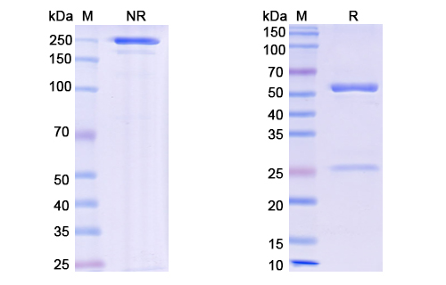 SDS-PAGE for Barzolvolimab Biosimilar - Anti-CD117 mAb - Research Grade