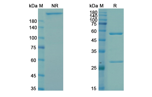 SDS-PAGE for Bavituximab Biosimilar - Anti-Phosphatidylserine mAb - Research Grade