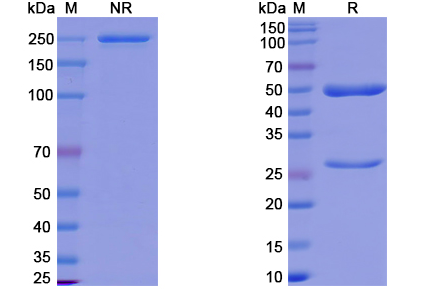 SDS-PAGE for Bebtelovimab Biosimilar - Anti-SARS-CoV-2 Spike Protein mAb - Research Grade