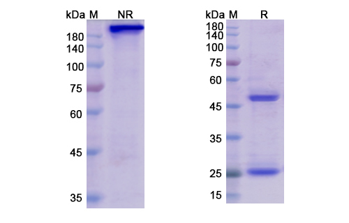 SDS-PAGE for Belantamab Biosimilar - Anti-TNFRSF17, CD269 mAb - Research Grade