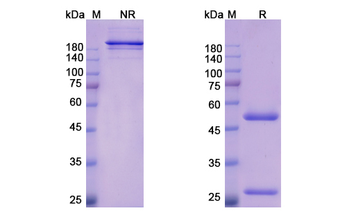 SDS-PAGE for Bemarituzumab Biosimilar - Anti-FGFR2 mAb
