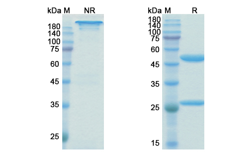 SDS-PAGE for Birtamimab Biosimilar - Anti-SAA1 mAb
