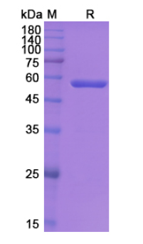 SDS-PAGE for Blinatumomab Biosimilar - Anti-CD19, CD3E mAb - Research Grade