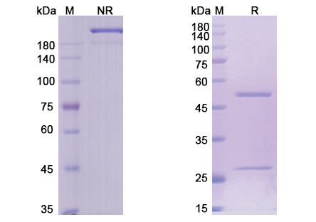 SDS-PAGE for Brentuximab Biosimilar - Anti-TNFRSF8 mAb - Research Grade