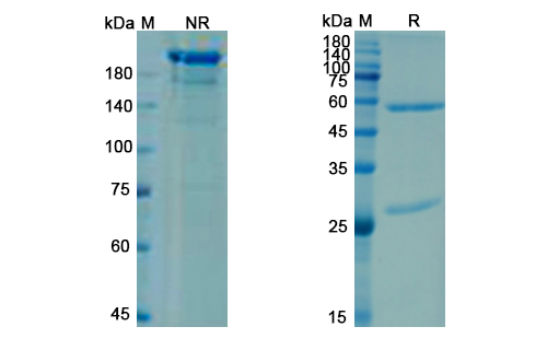 SDS-PAGE for Briakinumab Biosimilar - Anti-IL12B mAb - Research Grade